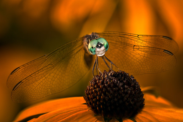 A fine art photograph of a Blue Dasher Dragonfly