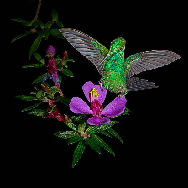 A fine art photograph of a Green-crowned Brilliant hummingbird